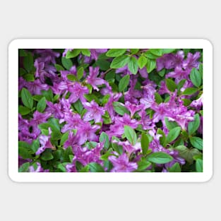 Azaleas Sticker